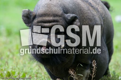 Hängebauchschwein (31 von 37).jpg